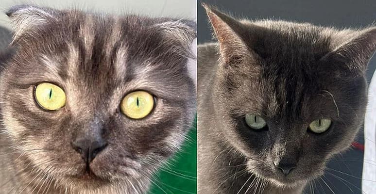 Gurga & Khapa, male British Shorthair for adoption at Tierschutzverein Porz, Köln