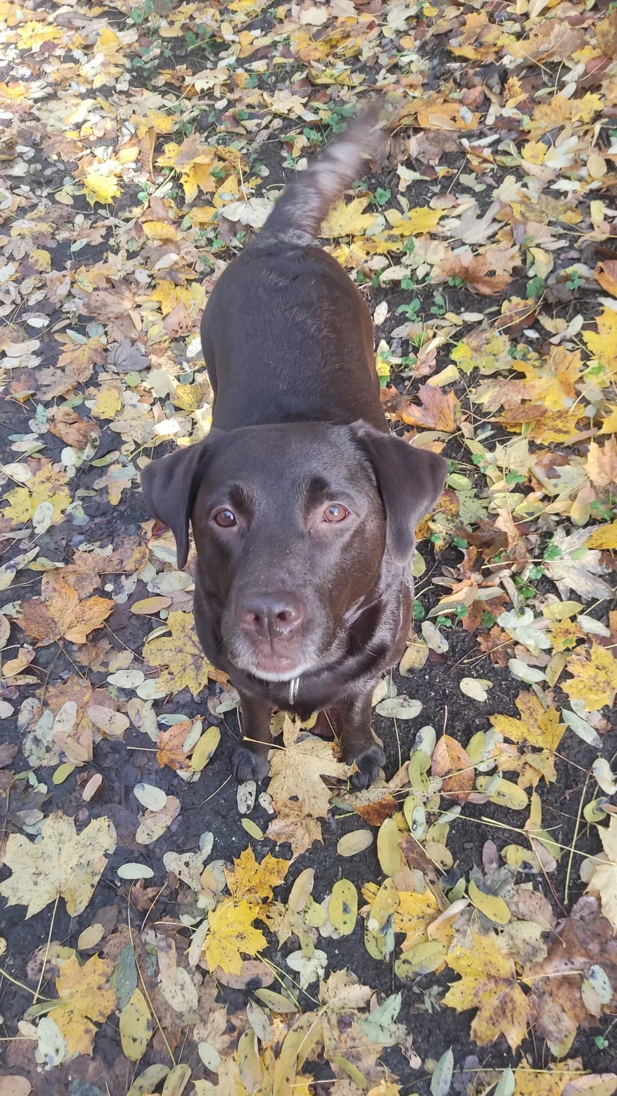 Zaira, female 6yo Labrador Retriever for adoption at Tierschutzverein Porz, Köln