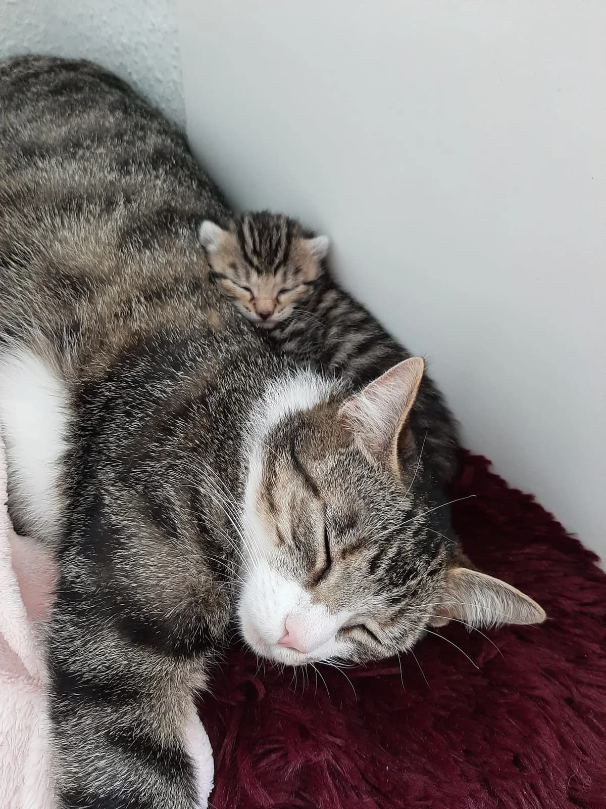 Minnie & Rosalie,  3yo Mixed Breed for adoption at Tierschutzverein Porz, Köln