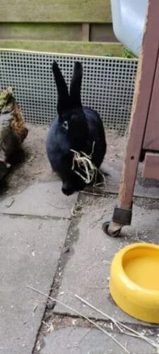 Blacks,  senior Mixed Breed for adoption at Tierschutzverein Porz, Köln
