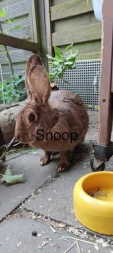 Snoop,  senior Mixed Breed for adoption at Tierschutzverein Porz, Köln