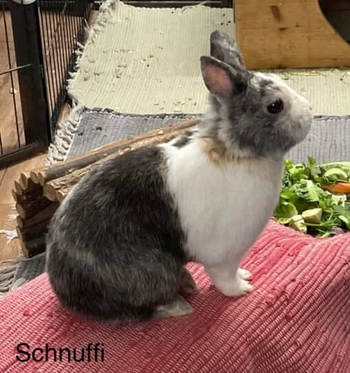 Schnuffi,  senior Mixed Breed for adoption at Tierschutzverein Porz, Köln