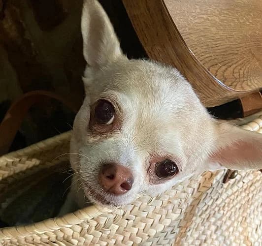 Luzie,  senior Chihuahua for adoption at Tierschutzverein Porz, Köln