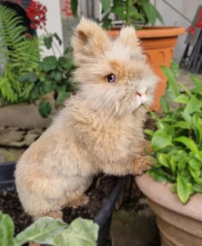 Fluffi,  senior Mixed Breed for adoption at Tierschutzverein Porz, Köln