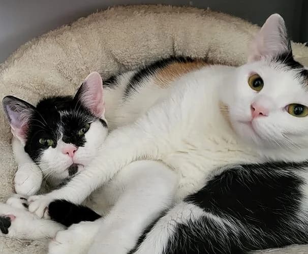 Lily &, male 5yo Mixed Breed for adoption at Tierschutzverein Porz, Köln