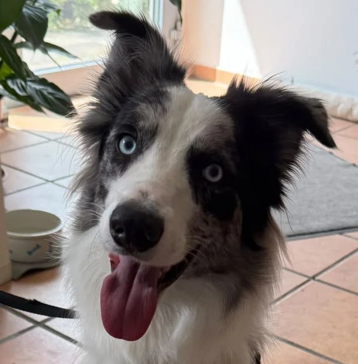 Bobby, male Mixed Breed for adoption at Tierschutzverein Porz, Köln