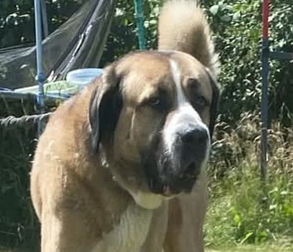 Thor,  5yo mixed breed for adoption at Tierschutzverein Porz, Köln