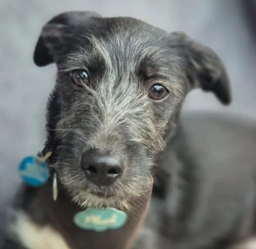 Frederik,  puppy Mixed Breed for adoption at Tierschutzverein Porz, Köln