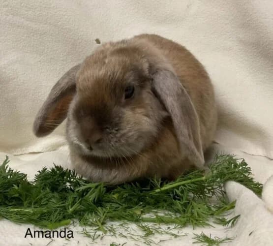 Amanda,  senior Mixed Breed for adoption at Tierschutzverein Porz, Köln