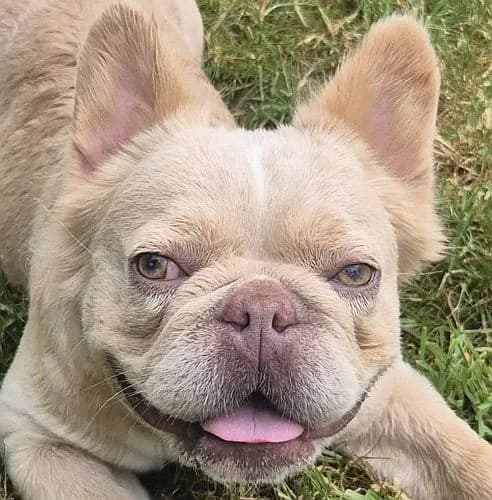 Teddy, male English Bulldog for adoption at Tierschutzverein Porz, Köln