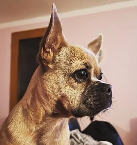 Guido,  Chihuahua for adoption at Tierschutzverein Porz, Köln