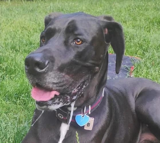 Angelo,  Great Dane for adoption at Tierschutzverein Porz, Köln