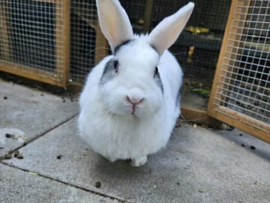 Bunny, Mixed Breed (Tierschutzverein Porz)