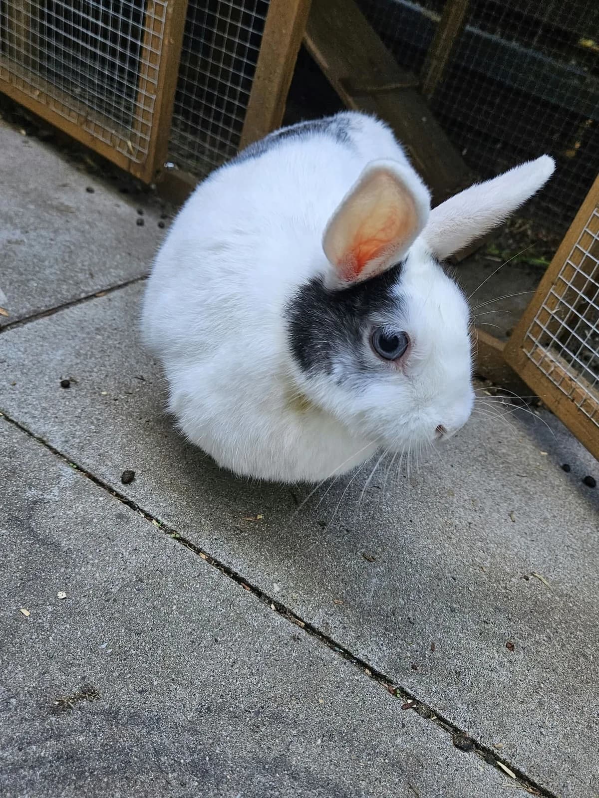 Bunny,  senior Mixed Breed for adoption at Tierschutzverein Porz, Köln
