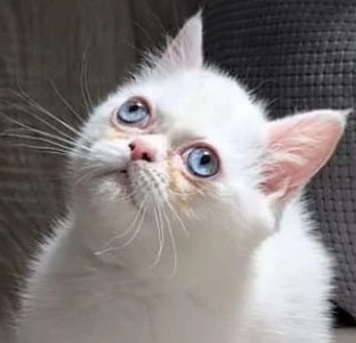Lupo, male Persian for adoption at Tierschutzverein Porz, Köln