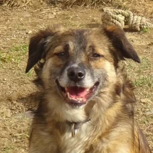 Clarissa, female Mixed Breed for adoption at Tierschutzverein SOM e.V. (Tierheim Pfaffengrün)