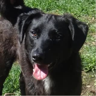 Freddy,  puppy Mixed Breed for adoption at Tierschutzverein SOM e.V. (Tierheim Pfaffengrün)