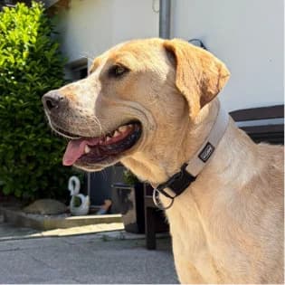 Luca, male young Mixed Breed for adoption at Tierschutzverein SOM e.V. (Tierheim Pfaffengrün)