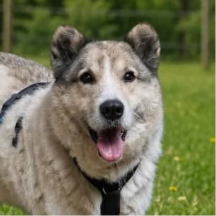 Barney – der lebensfrohe Hundesenior, female senior Mixed Breed for adoption at Tierschutzverein SOM e.V. (Tierheim Pfaffengrün)