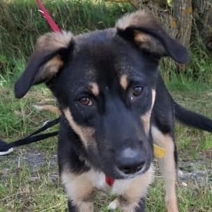 Mary, female puppy Mixed Breed for adoption at Tierschutzverein SOM e.V. (Tierheim Pfaffengrün)