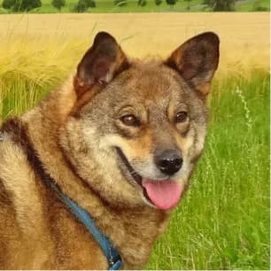 Soraya, female Mixed Breed for adoption at Tierschutzverein SOM e.V. (Tierheim Pfaffengrün)