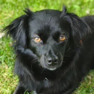 Joy – Vermittlungshilfe, Mixed Breed (Tierschutzverein SOM e.V. (Tierheim Pfaffengrün))