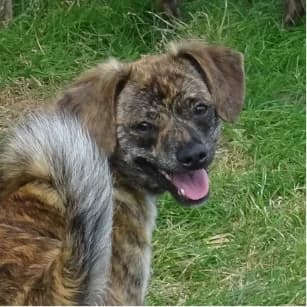 Milu, female puppy Mixed Breed for adoption at Tierschutzverein SOM e.V. (Tierheim Pfaffengrün)