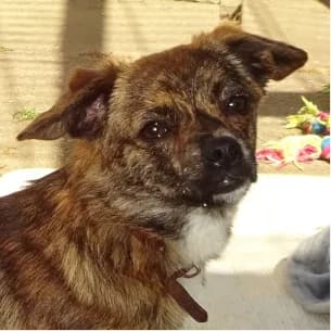 Tia, female puppy Mixed Breed for adoption at Tierschutzverein SOM e.V. (Tierheim Pfaffengrün)