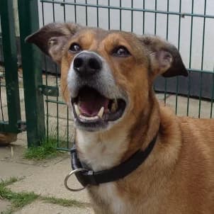 Rex, Mixed Breed (Tierschutzverein SOM e.V. (Tierheim Pfaffengrün))
