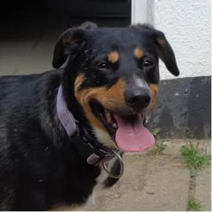 Blue, female 4yo Mixed Breed for adoption at Tierschutzverein SOM e.V. (Tierheim Pfaffengrün)