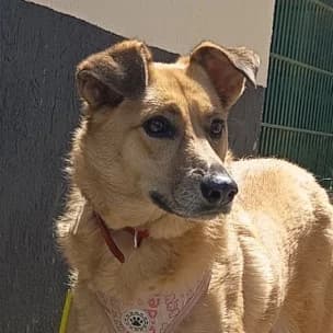Lila, female 3yo Mixed Breed for adoption at Tierschutzverein SOM e.V. (Tierheim Pfaffengrün)