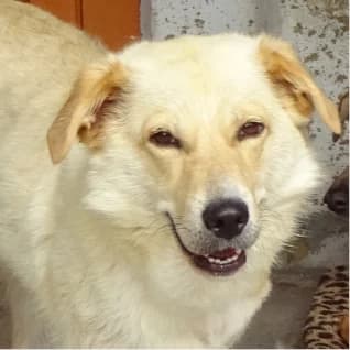 Daria, female 4yo Mixed Breed for adoption at Tierschutzverein SOM e.V. (Tierheim Pfaffengrün)