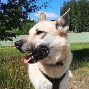 Stella, female senior Mixed Breed for adoption at Tierschutzverein SOM e.V. (Tierheim Pfaffengrün)