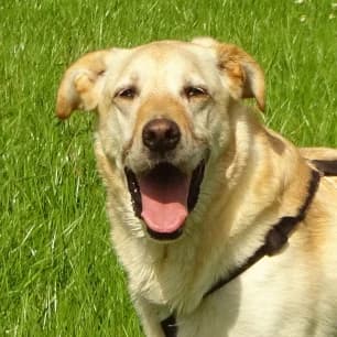 Venja, female senior Mixed Breed for adoption at Tierschutzverein SOM e.V. (Tierheim Pfaffengrün)