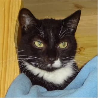 Arko, female 3yo Mixed Breed for adoption at Tierschutzverein SOM e.V. (Tierheim Pfaffengrün)