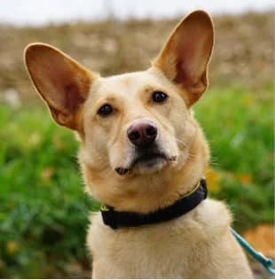Alan, female 7yo Mixed Breed for adoption at Tierschutzverein SOM e.V. (Tierheim Pfaffengrün)