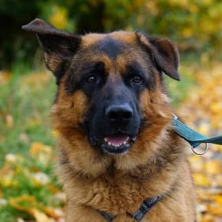 Willy, 3yo Mixed Breed for adoption at Tierschutzverein SOM e.V. (Tierheim Pfaffengrün)