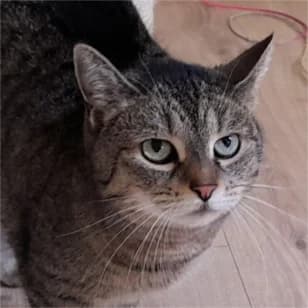 Zoe, female 5yo Mixed Breed for adoption at Tierschutzverein SOM e.V. (Tierheim Pfaffengrün)