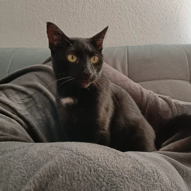 Neo, schwarz male 4yo mixed breed for adoption at Tierschutzverein Tauberbischofsheim und Umgebung e.V., Würzburg