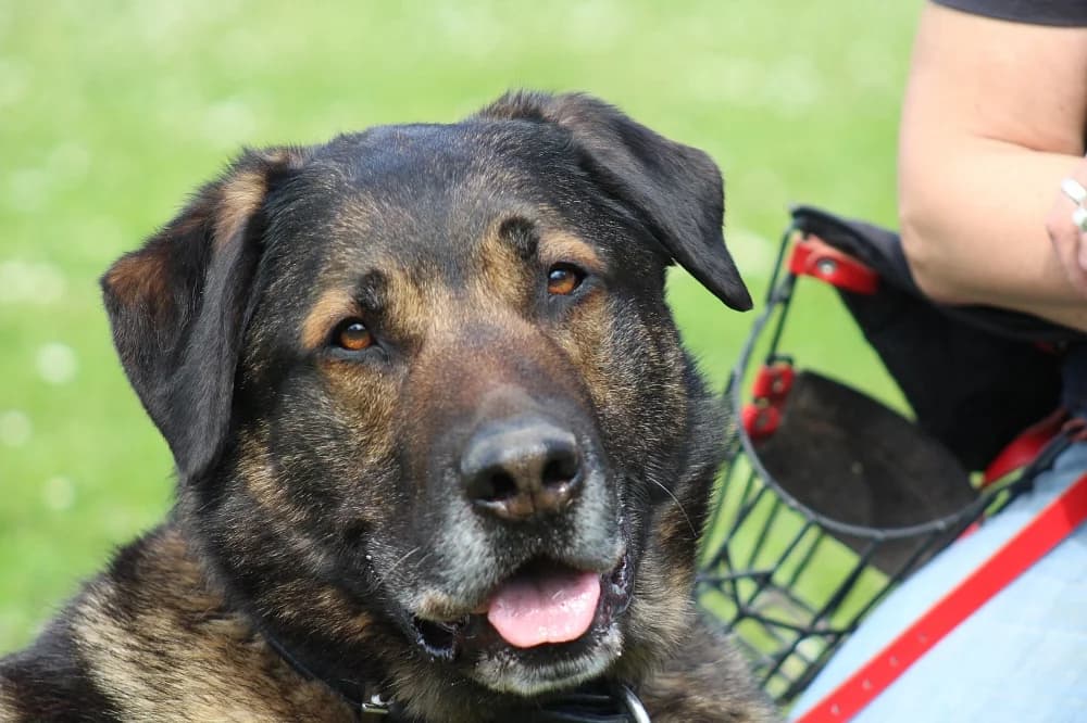 Barney, male senior German Shepherd for adoption at Tierschutzverein Weil am Rhein e.V., Weil am Rhein