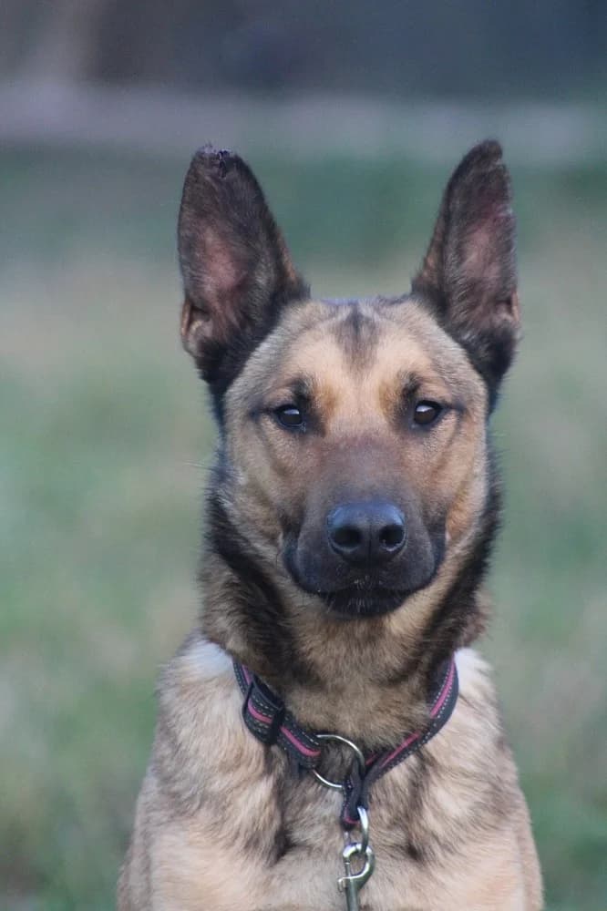 Chili, weiss male senior Belgian Malinois for adoption at Tierschutzverein Weil am Rhein e.V., Weil am Rhein
