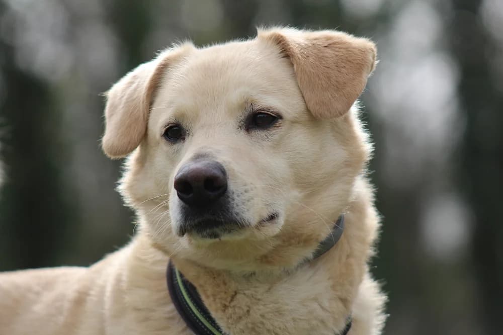 Ody, male senior Mixed Breed for adoption at Tierschutzverein Weil am Rhein e.V., Weil am Rhein