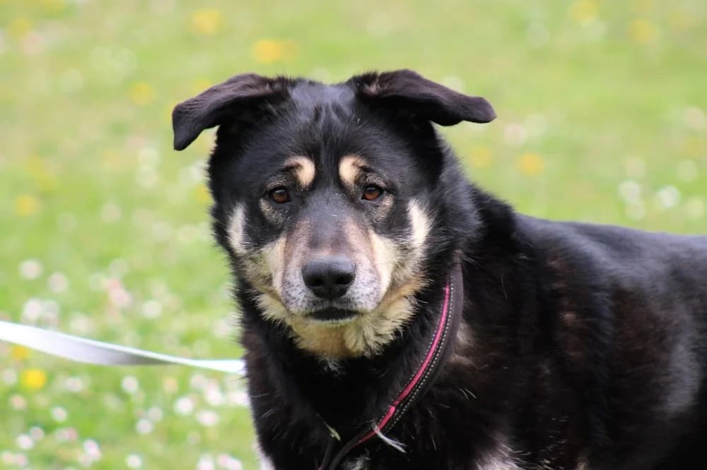 Ace, male senior German Shepherd for adoption at Tierschutzverein Weil am Rhein e.V., Weil am Rhein