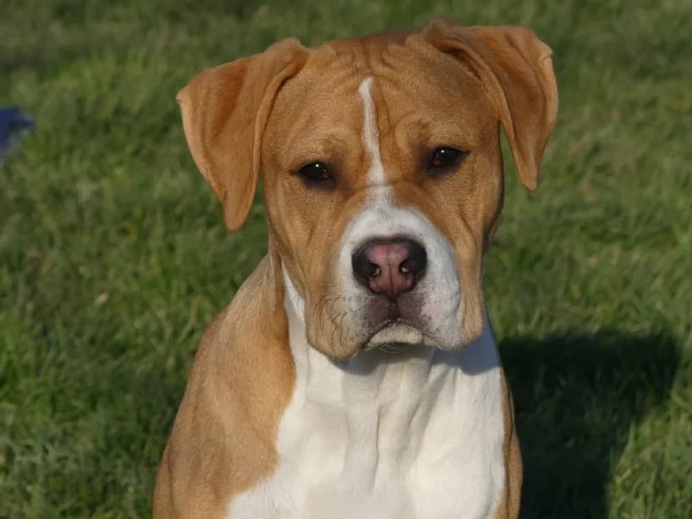 Booma, male 4yo American Staffordshire Terrier for adoption at Tierschutzverein Weil am Rhein e.V., Weil am Rhein