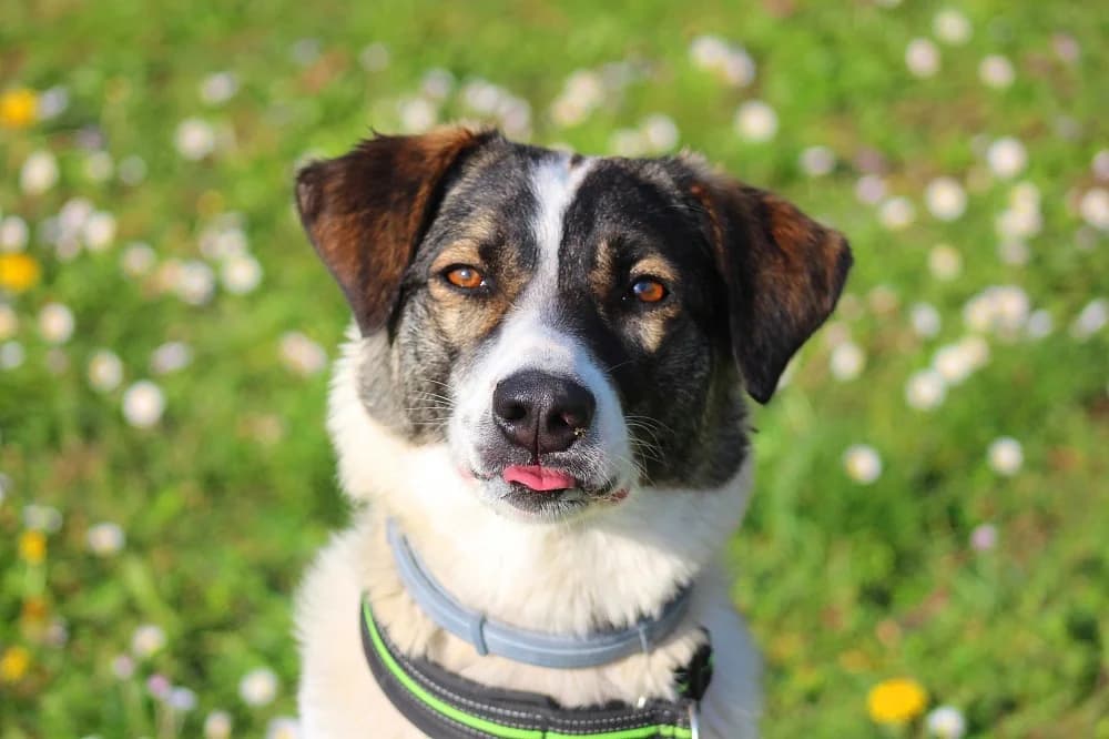 Nita, female 6yo Mixed Breed for adoption at Tierschutzverein Weil am Rhein e.V., Weil am Rhein