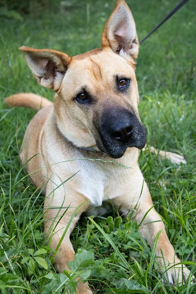 Kara, female young American Staffordshire Terrier for adoption at Tierschutzverein Weil am Rhein e.V., Weil am Rhein