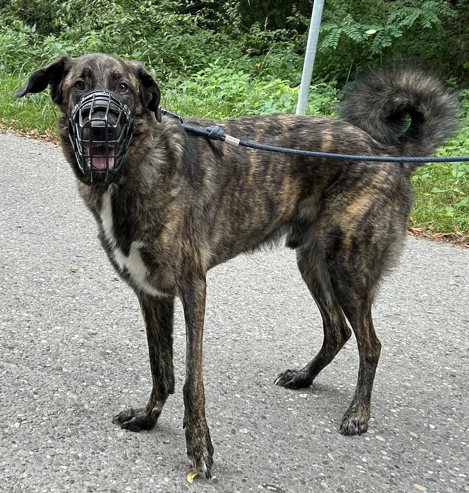 Chewie, male 6yo Mixed Breed for adoption at Tierschutzverein Weil am Rhein e.V., Weil am Rhein