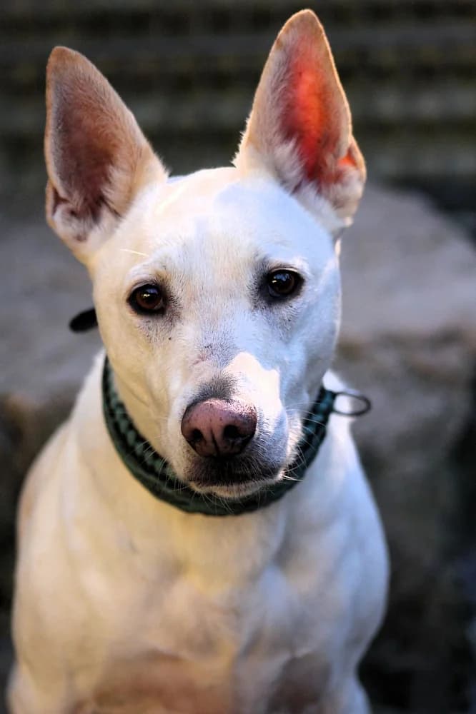 Togo, male senior Podenco for adoption at Tierschutzverein Weil am Rhein e.V., Weil am Rhein