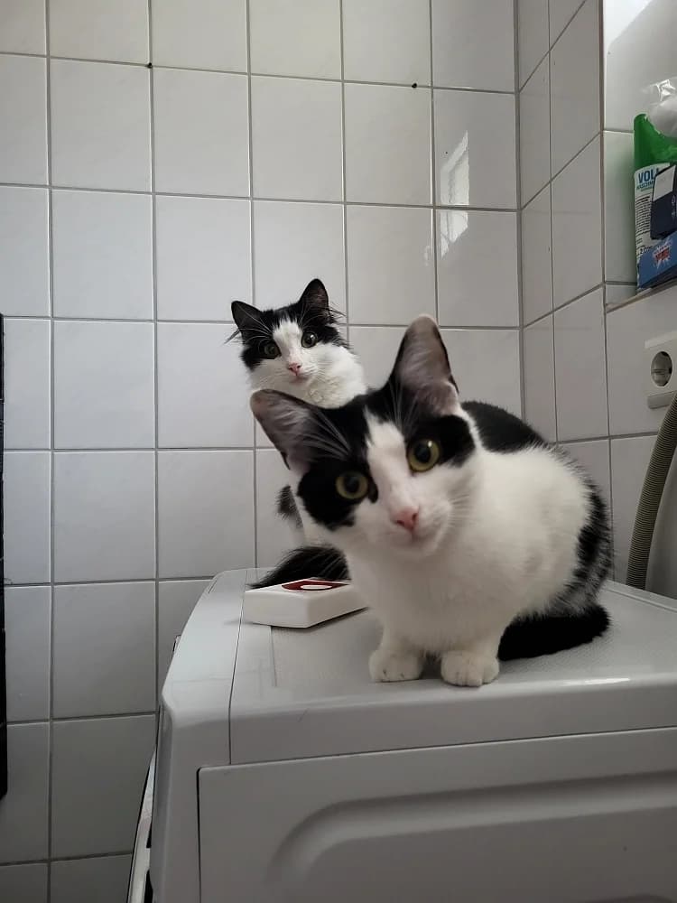 Roxy und Mulan, female young mixed breed for adoption at Tierschutzverein Weil am Rhein e.V., Weil am Rhein