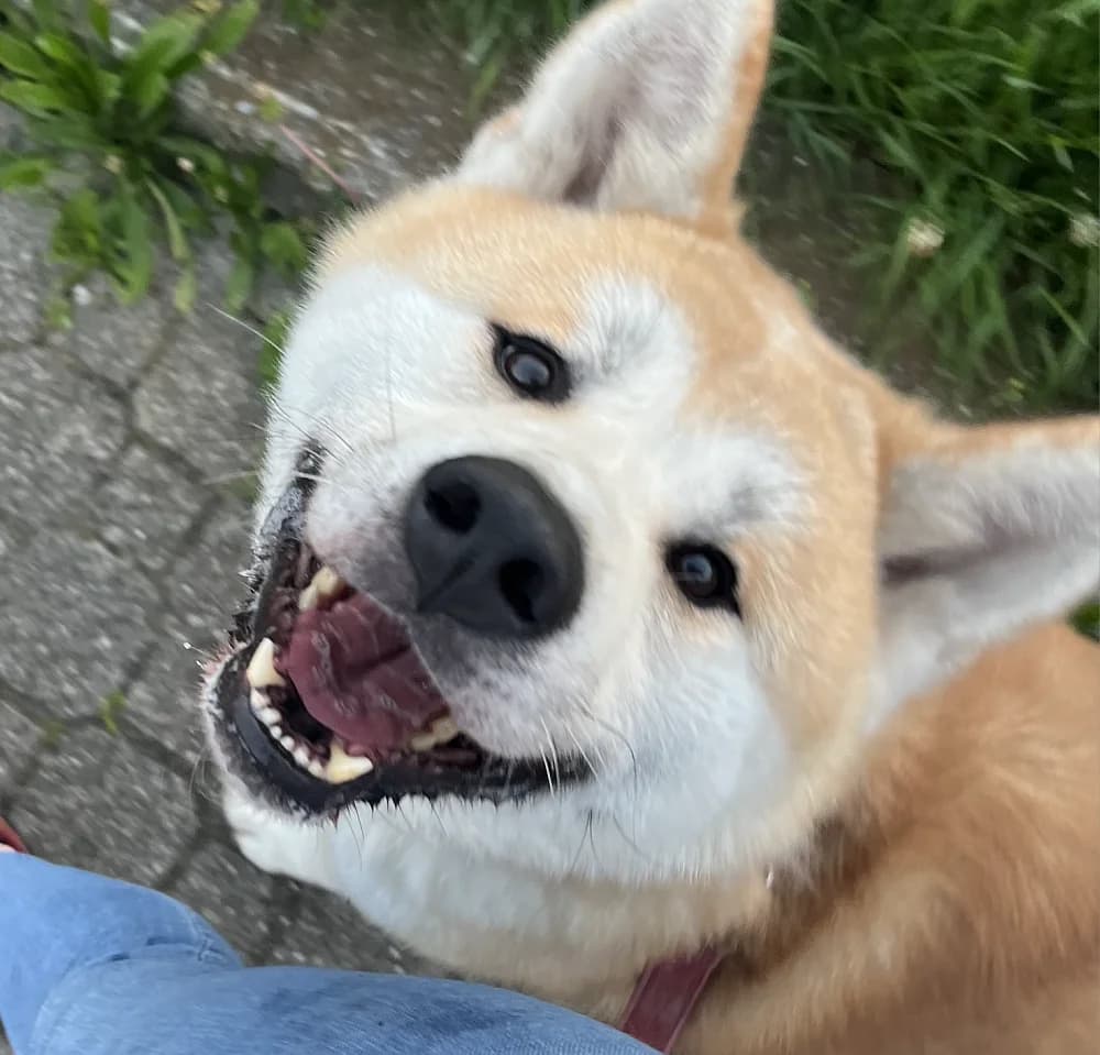 Saiko, weiß female 5yo Akita for adoption at Tierschutzverein Weil am Rhein e.V., Weil am Rhein